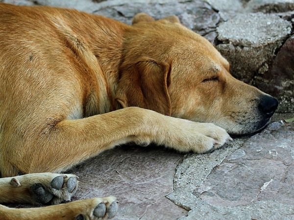 Perro color café claro durmiendo en la calle
