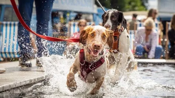 GuauFest. Parque de diversiones para perros en Chile.