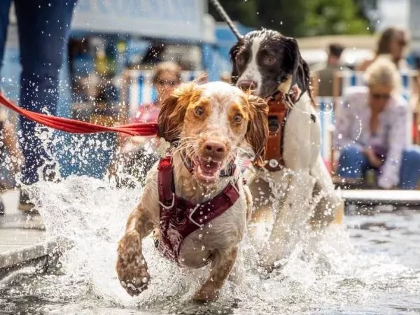 GuauFest. Parque de diversiones para perros en Chile.