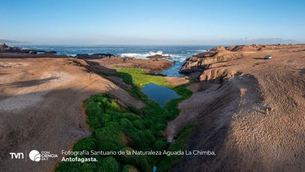 Vista del humedal Aguada La Chimba, oasis de biodiversidad en pleno desierto de Antofagasta.