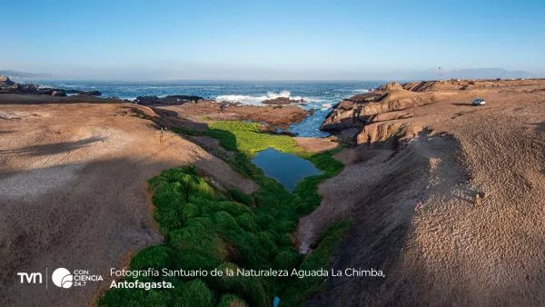 Vista del humedal Aguada La Chimba, oasis de biodiversidad en pleno desierto de Antofagasta.