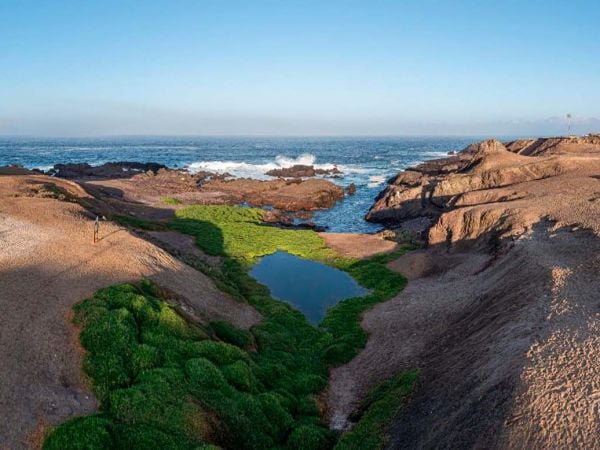 Vista del humedal Aguada La Chimba, oasis de biodiversidad en pleno desierto de Antofagasta.