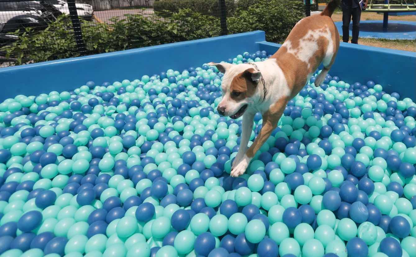 GuaFest. Parque de diversiones para perros