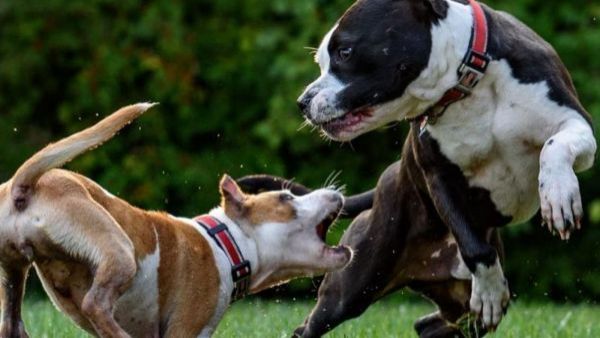 Pelea de perros