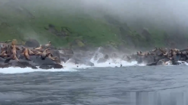 Lobos marinos tras terremoto en Rusia