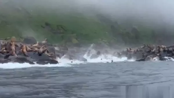 Lobos marinos tras terremoto en Rusia