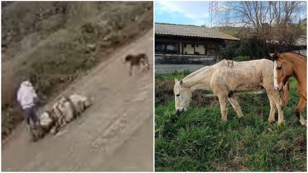 sujeto golpea a caballo en Machalí.