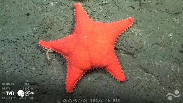 Estrella de mar antártica captada a 3900 metros bajo el mar en el cañón submarino de Mar del Plata durante transmisión científica en vivo.