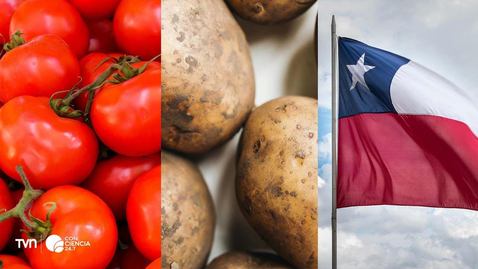 Papas silvestres y tomates chilenos, como parte del estudio genético sobre el origen de la papa.