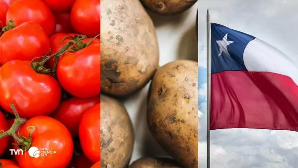 Papas silvestres y tomates chilenos, como parte del estudio genético sobre el origen de la papa.