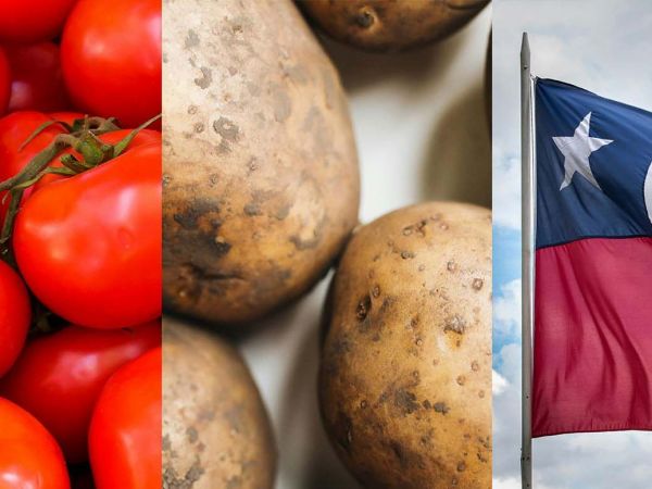 Papas silvestres y tomates chilenos, como parte del estudio genético sobre el origen de la papa.