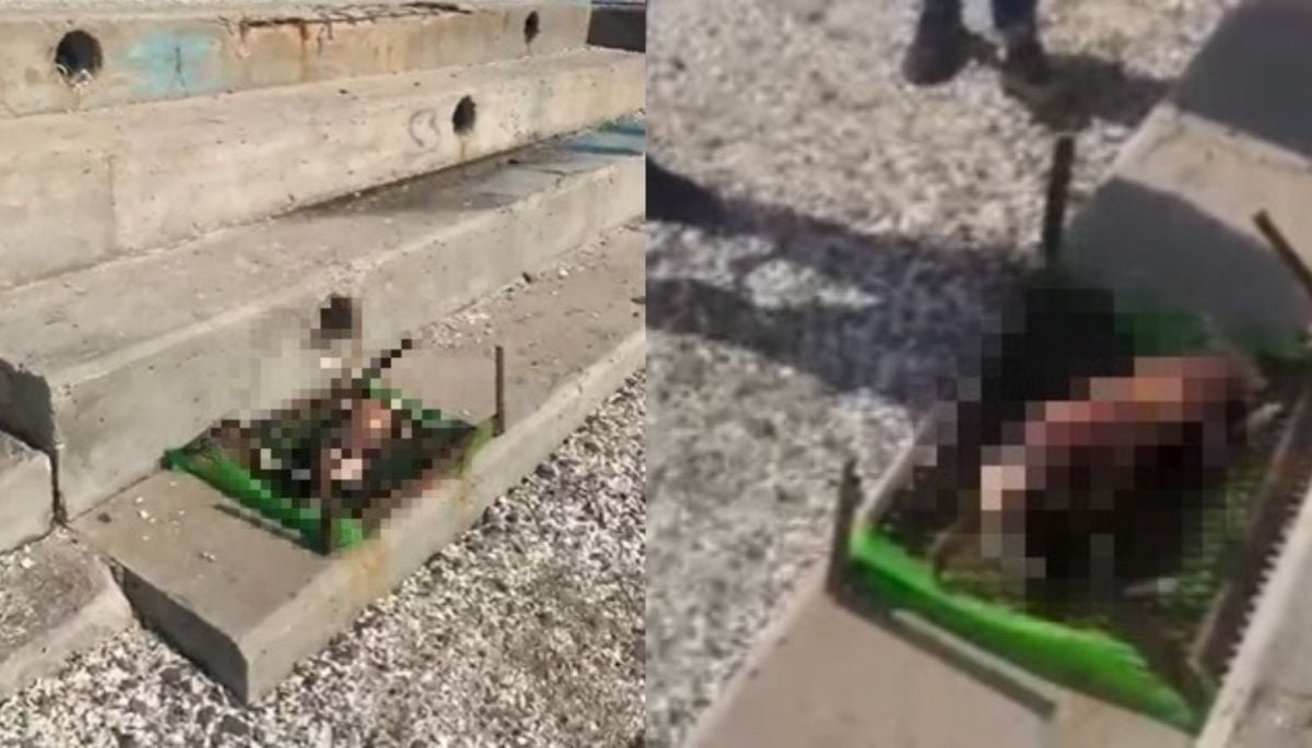 IMÁGENES SENSIBLES | Brutal caso de maltrato animal: perro fue decapitado y despellejado sobre parrilla