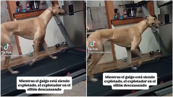 Galgo corriendo en trotadora
