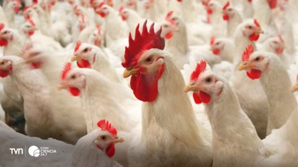 Investigadores observan el comportamiento de pollos de engorde en estudio sobre bienestar animal en la Universidad de Chile.