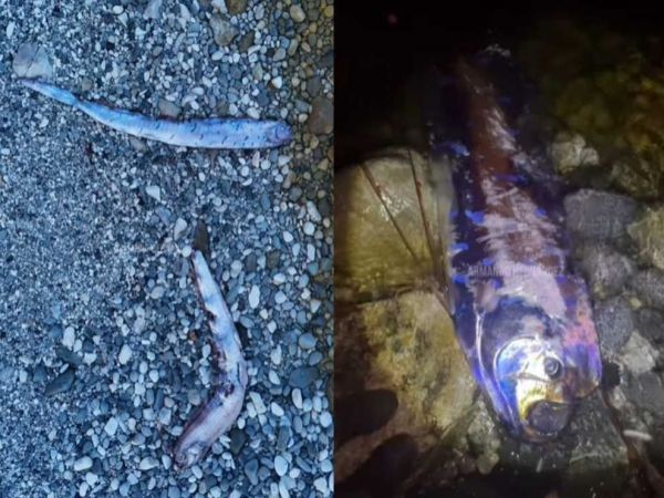 Peces remo en México