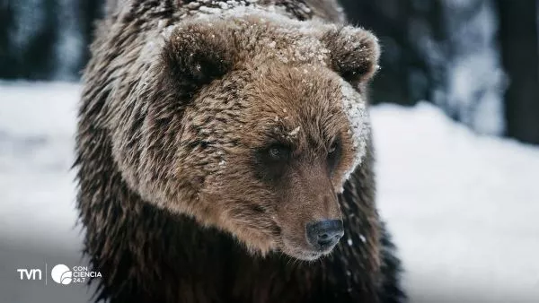 Osos grizzly recién hibernados.