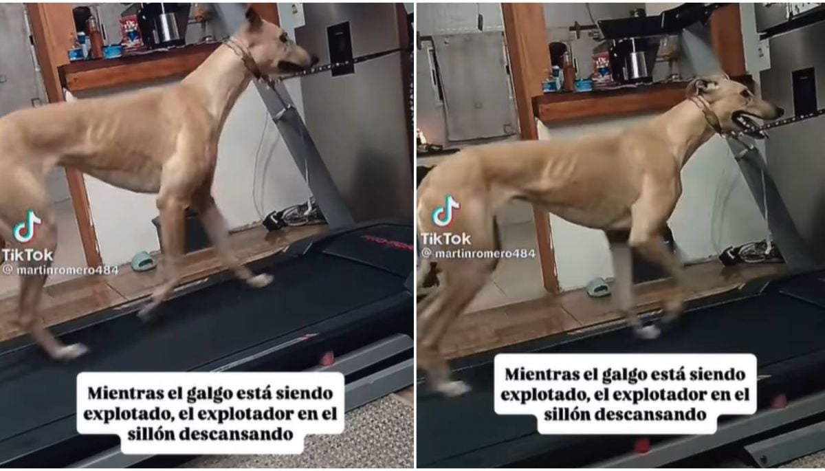 Activista denuncia video de galgo siendo forzado a correr en trotadora