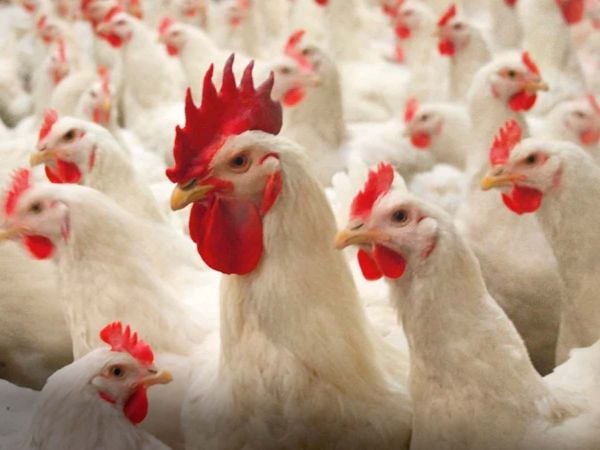 Investigadores observan el comportamiento de pollos de engorde en estudio sobre bienestar animal en la Universidad de Chile.