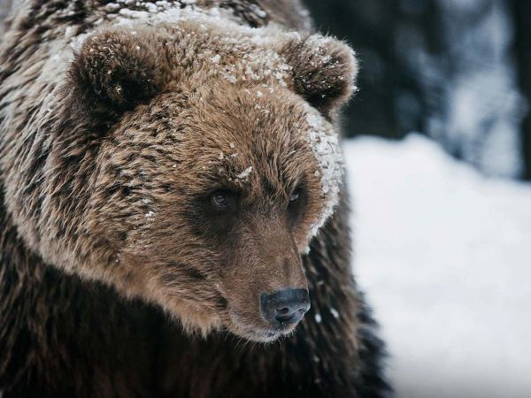 Osos grizzly recién hibernados.