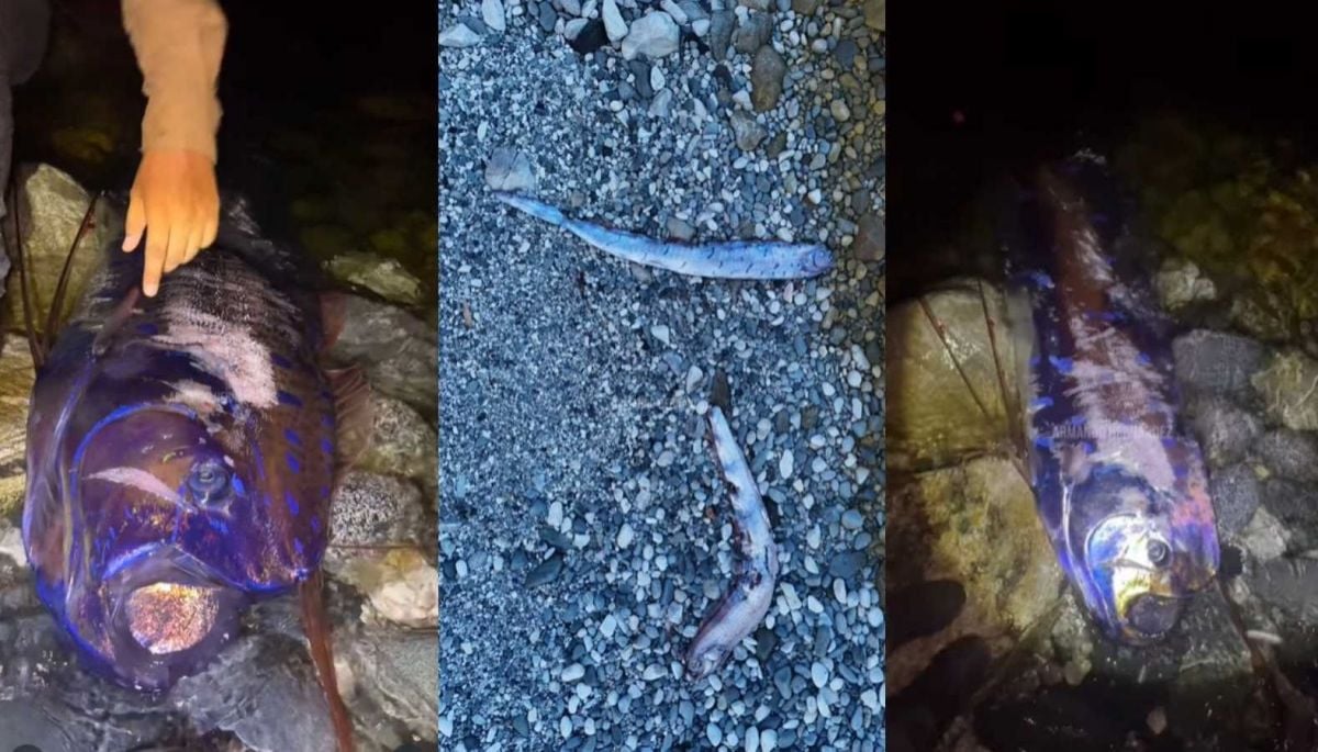 Vivos y con mordidas de tiburón: encuentran dos peces remo en México
