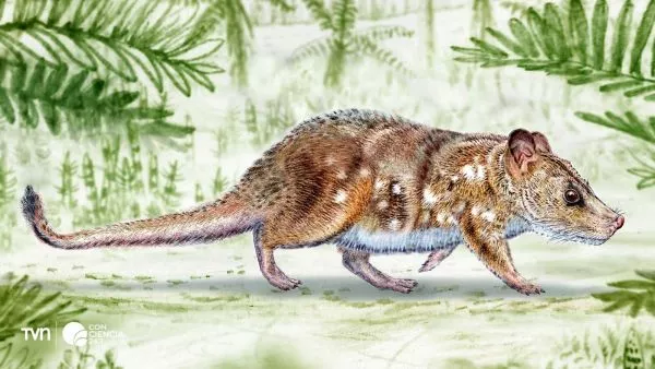 Representación de Yeutherium pressor, pequeño mamífero mesozoico descubierto en la Patagonia chilena.