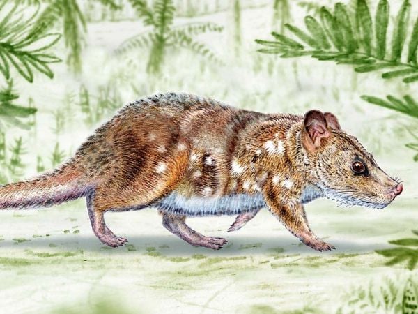 Representación de Yeutherium pressor, pequeño mamífero mesozoico descubierto en la Patagonia chilena.