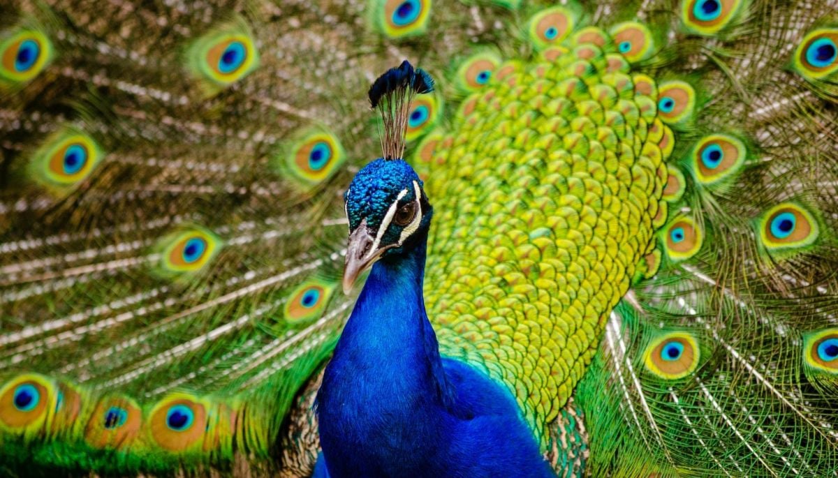 Descubren que los pavos reales pueden 