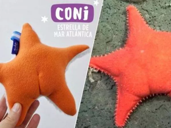 Estrella de mar, Patricio Estrella