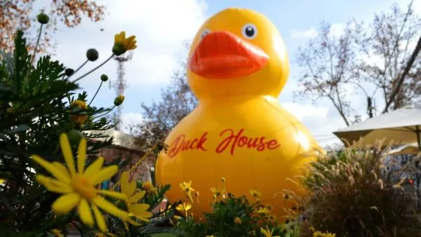 Pato gigante en Providencia