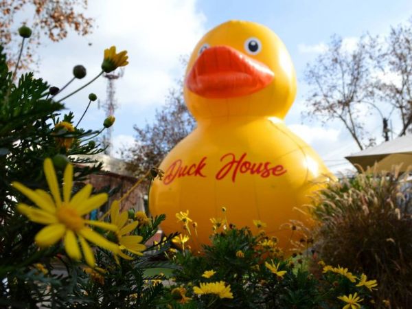 Pato gigante en Providencia