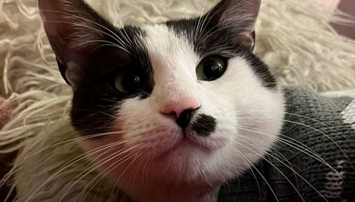 Día Mundial del Gato: consejos clave para un mejor cuidado