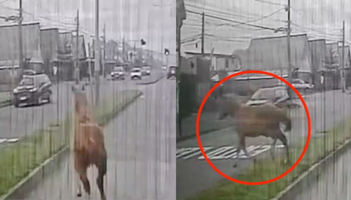 VIDEO | El triste registro de una micro que arrolló a un caballo en Concepción