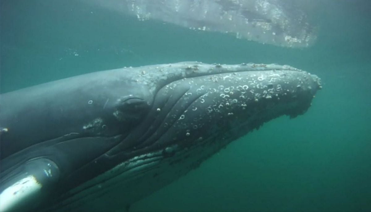 Frontera Azul: la ballena azul busca un lugar tranquilo para vivir en Chile