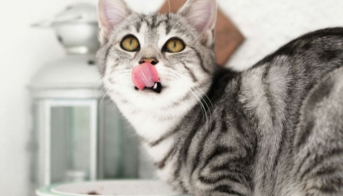 La era del gato: por qué cada vez más personas eligen compartir su hogar con uno