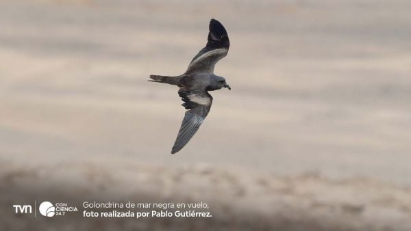 Golondrina de mar negra en vuelo.