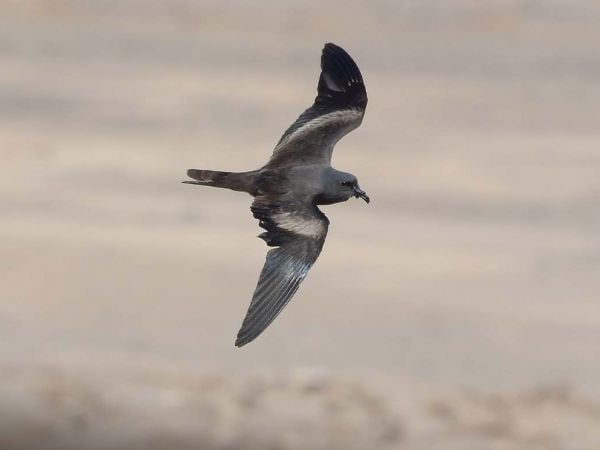 Golondrina de mar negra en vuelo.