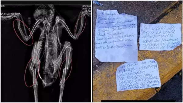 Gallina con fracturas junto a mensajes.