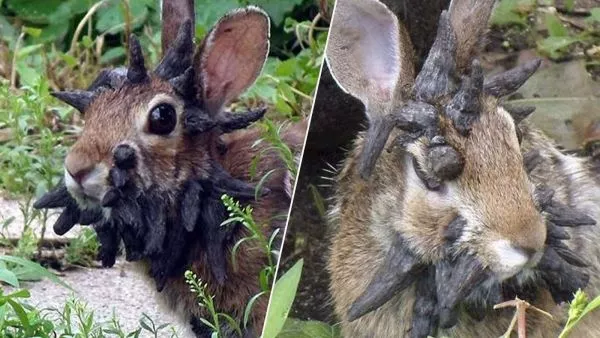 Conejo con virus papiloma