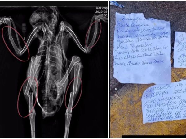 Gallina con fracturas junto a mensajes.