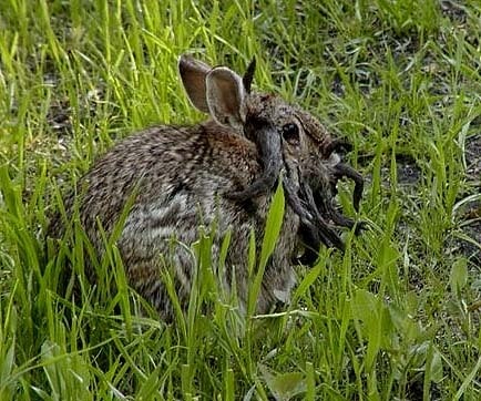 Conejo con virus papiloma