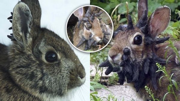 Conejos con papiloma de Shope