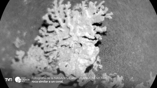 Roca con forma de coral fotografiada por el róver Curiosity en Marte, moldeada por agua y erosión del viento durante millones de años.