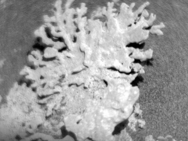 Roca con forma de coral fotografiada por el róver Curiosity en Marte, moldeada por agua y erosión del viento durante millones de años.