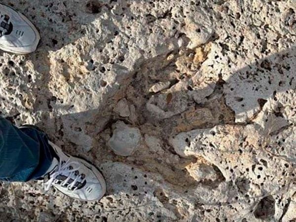 Huellas de dinosaurio de tres garras reveladas en la roca caliza de Sandy Creek, Texas, tras inundaciones.