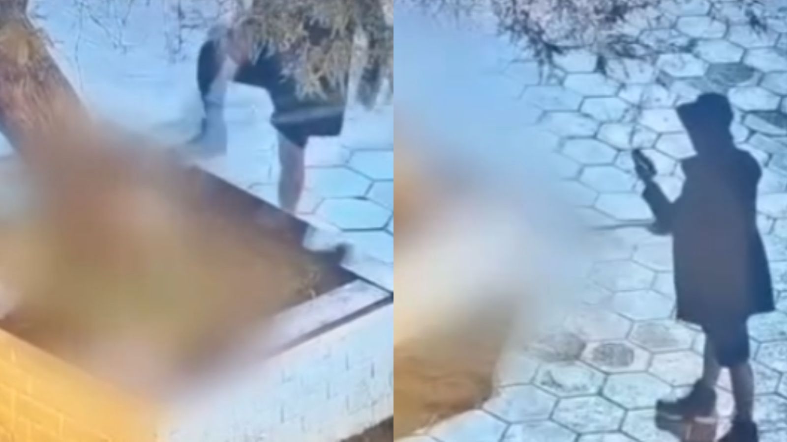 Maltrato animal en La Tirana: Hombre fue formalizado tras golpear brutalmente a su perro