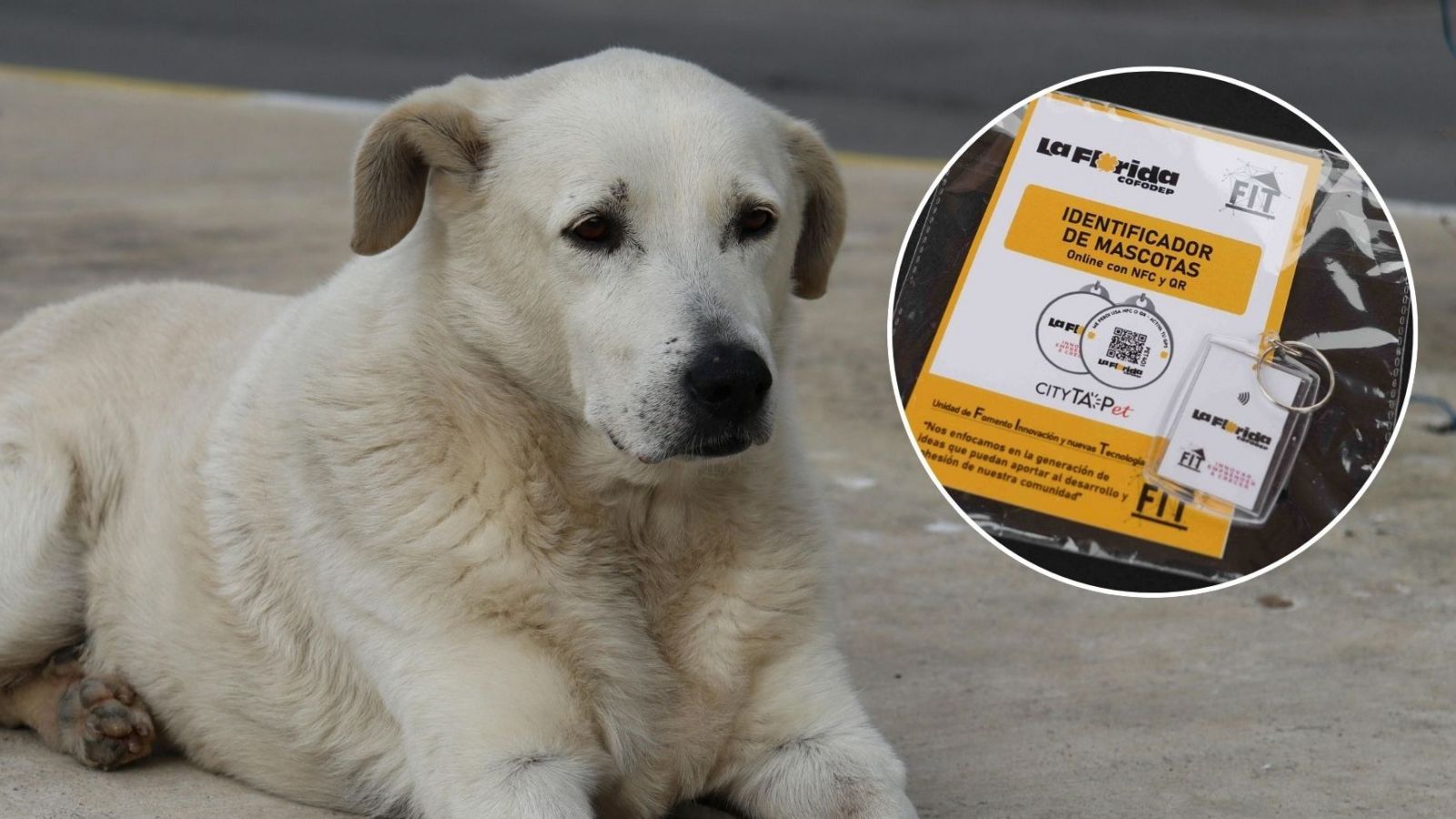 Perro y collares de rastreo gratuitos
