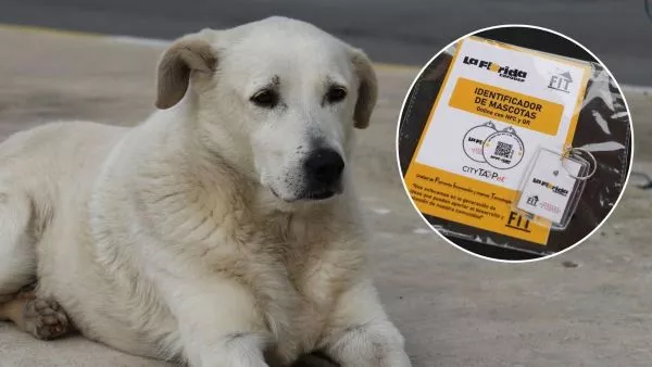 Perro y collares de rastreo gratuitos