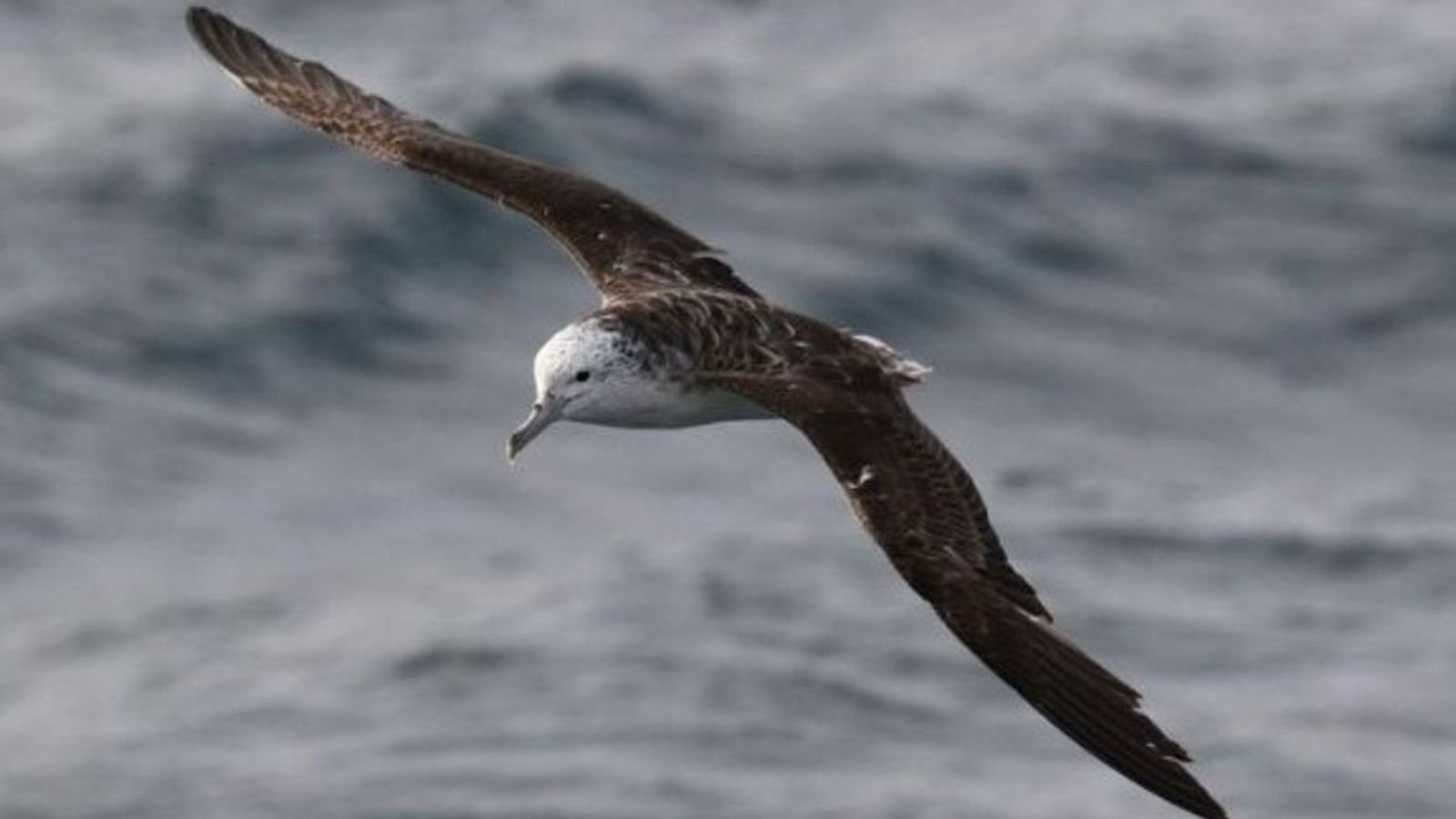 aves marinas