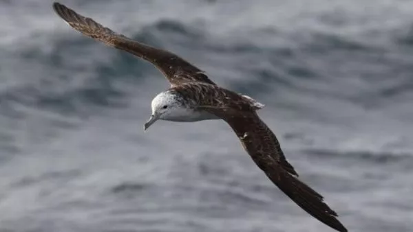 aves marinas