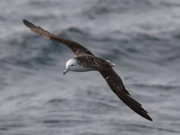 aves marinas